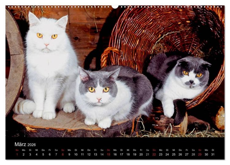 Produktbild: Katzen (hochwertiger Premium Wandkalender 2026 DIN A2 quer), Kunstdruck in Hochglanz