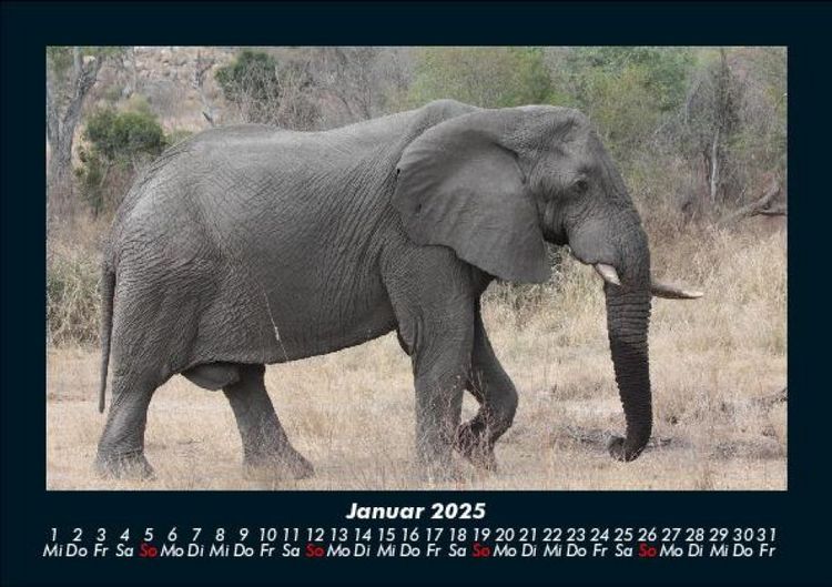 Produktbild: Elefanten - Die sanften Riesen Afrikas 2025 Fotokalender DIN A5