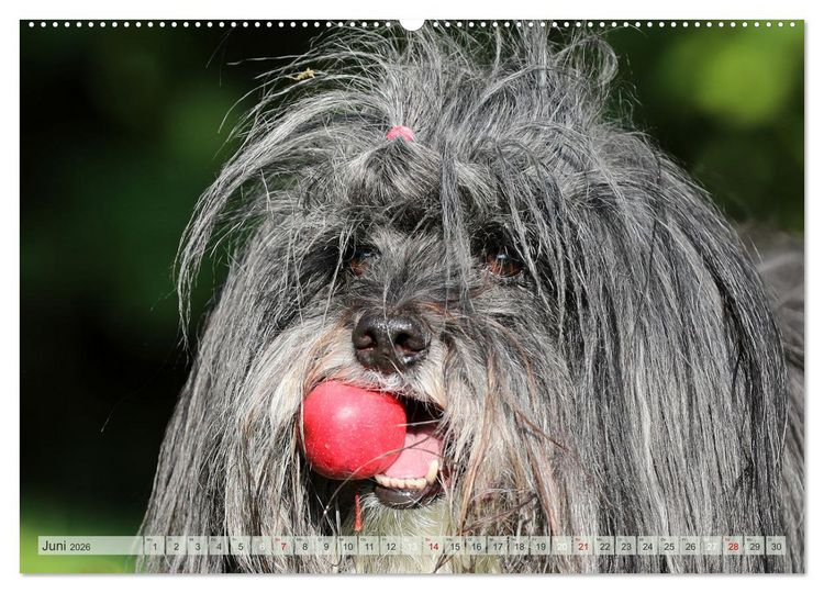 Produktbild: Tibet Terrier Theo (hochwertiger Premium Wandkalender 2026 DIN A2 quer), Kunstdruck in Hochglanz
