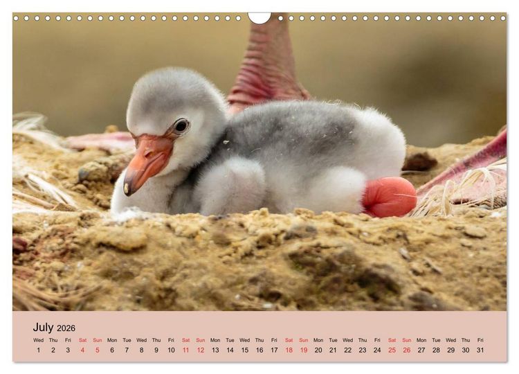 Produktbild: Just Flamingos (Wall Calendar 2026 DIN A3 landscape), CALVENDO 12 Month Wall Calendar
