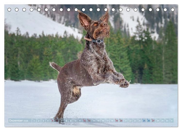 Produktbild: Deutsch Drahthaar - Ein Jahr mit Max (Tischkalender 2026 DIN A5 quer), CALVENDO Monatskalender