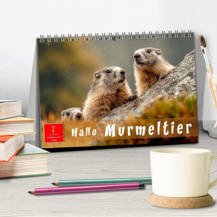 Produktbild: Hallo Murmeltier (Tischkalender 2026 DIN A5 quer), CALVENDO Monatskalender