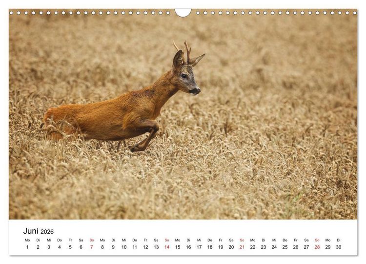 Produktbild: Unsere heimische Tierwelt (Wandkalender 2026 DIN A3 quer), CALVENDO Monatskalender