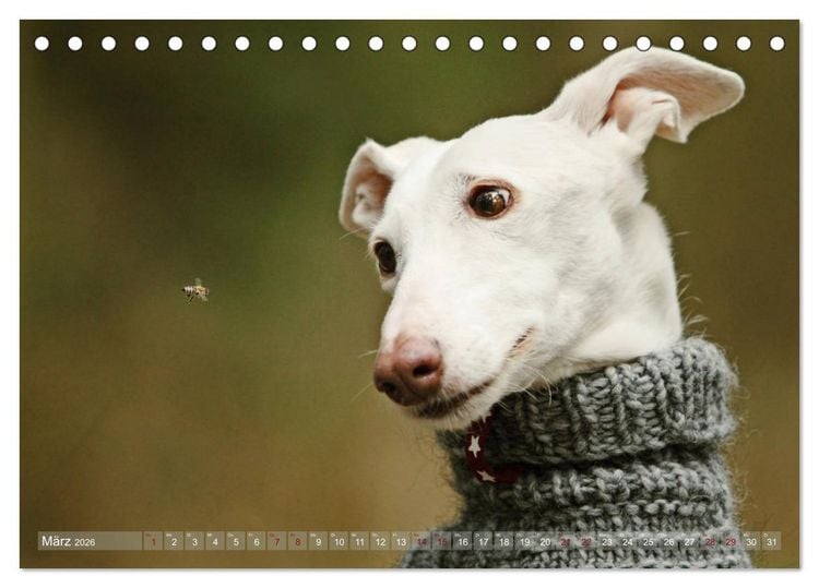 Produktbild: Zauberhafte Windhunde (Tischkalender 2026 DIN A5 quer), CALVENDO Monatskalender