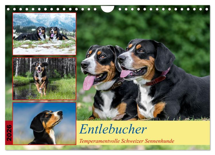 Produktbild: Entlebucher - Temperamentvolle Schweizer Sennenhunde (Wandkalender 2026 DIN A4 quer), CALVENDO Monatskalender