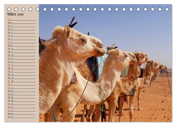 Produktbild: Kamele. Dromedar und Trampeltier (Tischkalender 2026 DIN A5 quer), CALVENDO Monatskalender