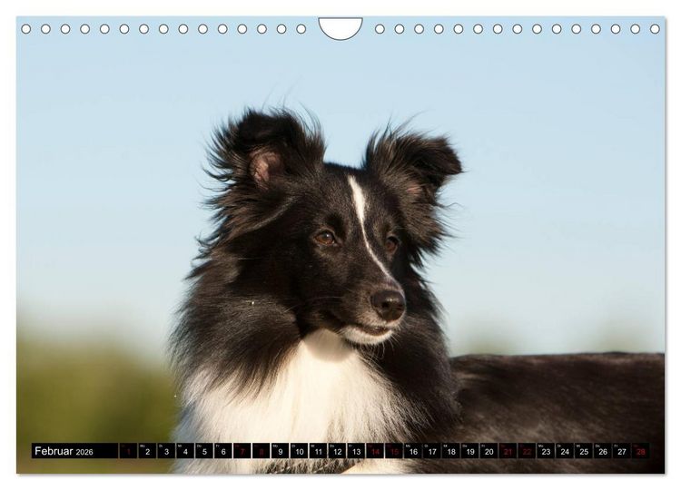 Produktbild: Shetland Sheepdogs - Kleine Charmeure (Wandkalender 2026 DIN A4 quer), CALVENDO Monatskalender