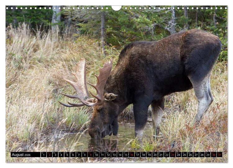 Produktbild: MOOSE Of The Northern Woods (Wall Calendar 2026 DIN A3 landscape), CALVENDO 12 Month Wall Calendar