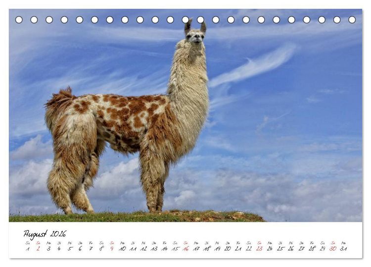 Produktbild: DIE LAMAS VON DER LAHN (Tischkalender 2026 DIN A5 quer), CALVENDO Monatskalender