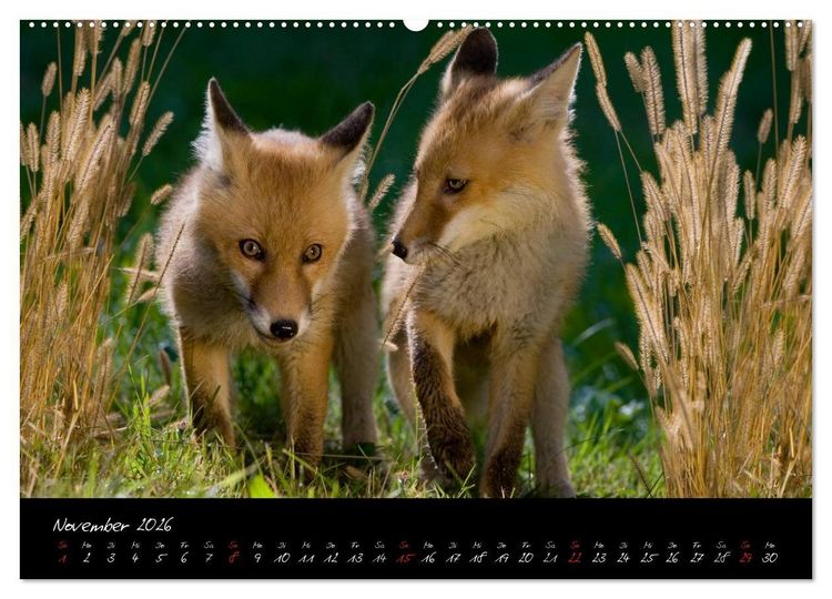 Produktbild: Rotfuchs - Impressionen (Wandkalender 2026 DIN A2 quer), CALVENDO Monatskalender