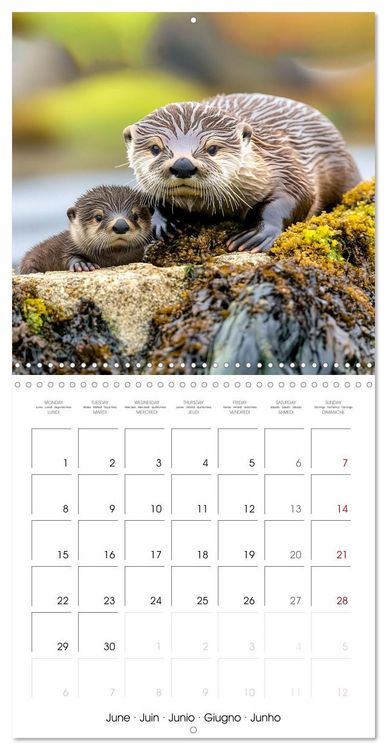 Produktbild: Cute Otter Moments (Wall Calendar 2026 12 &times; 12 Inch) CALVENDO 12 Month Wall Calendar