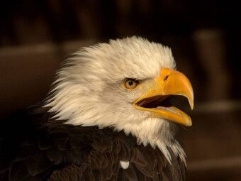 Produktbild: CALVENDO Puzzle Greifv&ouml;gel - Der Wei&szlig;kopfseeadler | 1000 Teile Lege-Gr&ouml;&szlig;e 64x48cm Foto-Puzzle f&uuml;r gl&uuml;ckliche Stunden