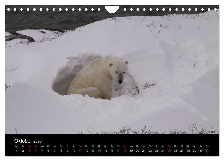 Produktbild: Arktische Tr&auml;ume - Eisb&auml;ren in Kanada (Wandkalender 2026 DIN A4 quer), CALVENDO Monatskalender