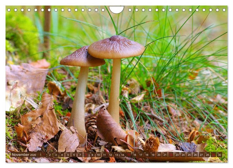 Produktbild: Herbstzeit ist Pilzezeit (Wandkalender 2026 DIN A4 quer), CALVENDO Monatskalender