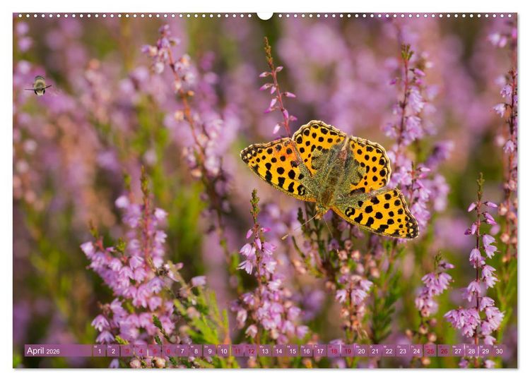 Produktbild: Romantische Heidebl&uuml;te (Wandkalender 2026 DIN A2 quer), CALVENDO Monatskalender