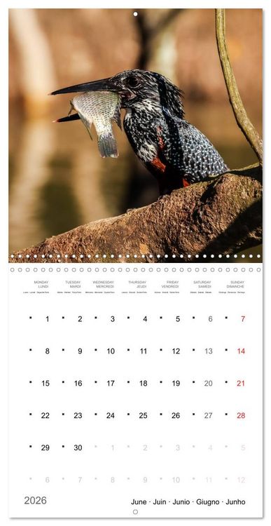 Produktbild: Adventure South Africa 2026 (Wall Calendar 2026 12 &times; 12 Inch) CALVENDO 12 Month Wall Calendar