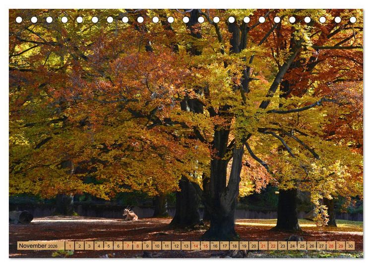 Produktbild: Mit B&auml;umen durchs Jahr (Tischkalender 2026 DIN A5 quer), CALVENDO Monatskalender