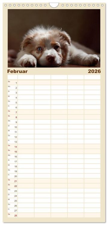 Produktbild: Familienplaner 2026 - Charmante Australian Shepherds mit 5 Spalten (Wandkalender, 21 x 45 cm) CALVENDO