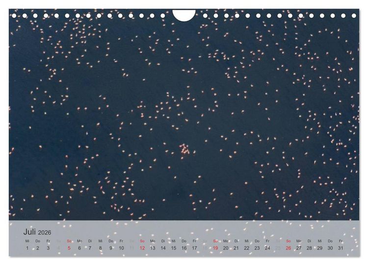 Produktbild: Flamingo Impressionen 2026 (Wandkalender 2026 DIN A4 quer), CALVENDO Monatskalender