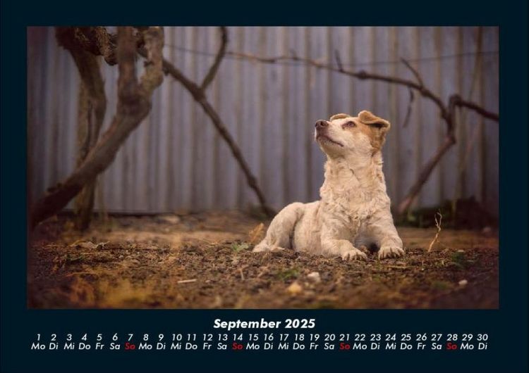 Produktbild: Tierkalender 2025 Fotokalender DIN A4