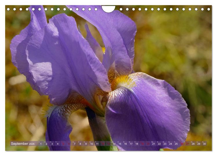 Produktbild: Iris - mond&auml;ne Gartensch&ouml;nheit (Wandkalender 2026 DIN A4 quer), CALVENDO Monatskalender