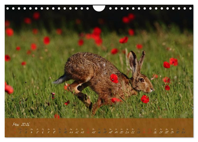 Produktbild: Feldhasen in H&ouml;chstform (Wandkalender 2026 DIN A4 quer), CALVENDO Monatskalender