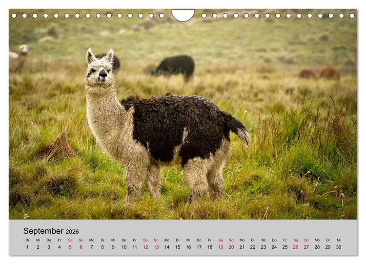 Produktbild: Unter Lamas und Alpakas (Wandkalender 2026 DIN A4 quer), CALVENDO Monatskalender