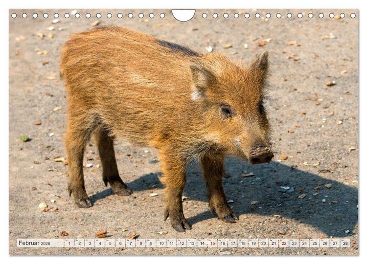 Produktbild: Wildschweine - Im Schatten des Waldes (Wandkalender 2026 DIN A4 quer), CALVENDO Monatskalender