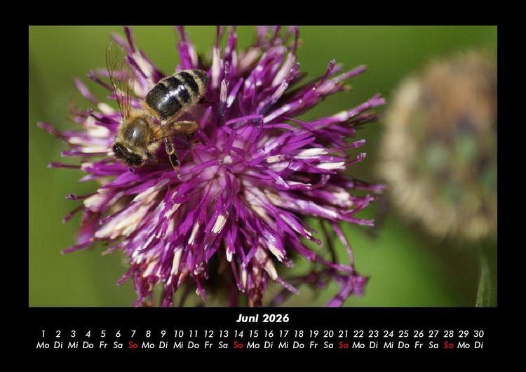 Produktbild: Pflanzen und Bl&uuml;ten 2026 Fotokalender DIN A3