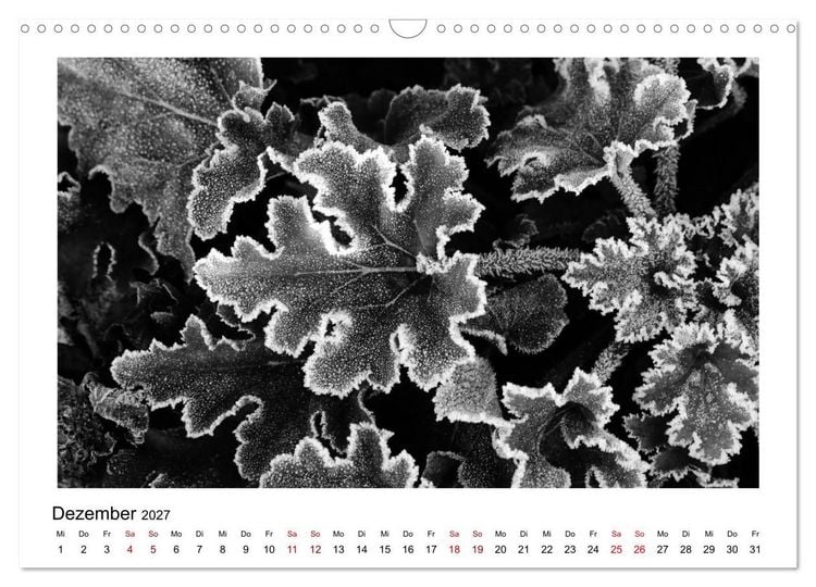 Produktbild: Die grafische Sch&ouml;nheit der Pflanzen &ndash; Schwarz-Wei&szlig; (Wandkalender 2027 DIN A3 quer), CALVENDO Monatskalender