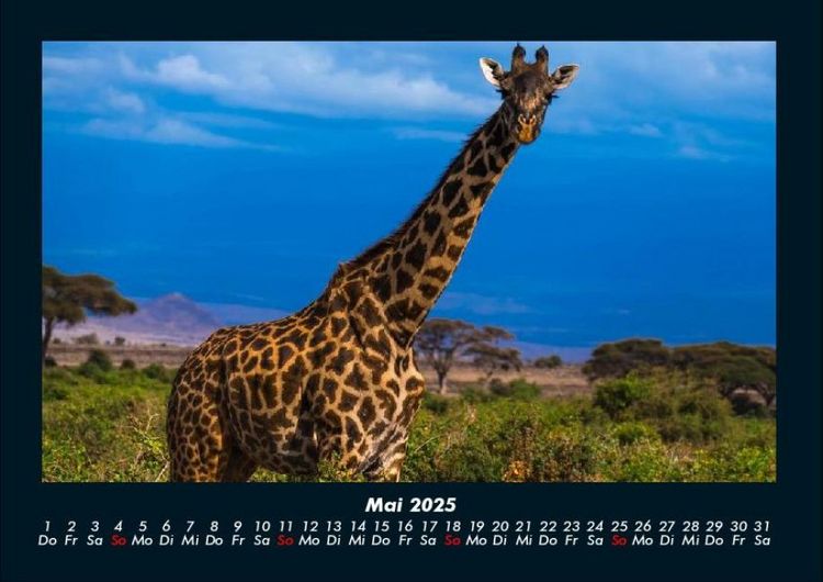 Produktbild: Giraffen 2025 Fotokalender DIN A4