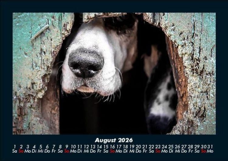 Produktbild: Der Hundekalender 2026 Fotokalender DIN A5