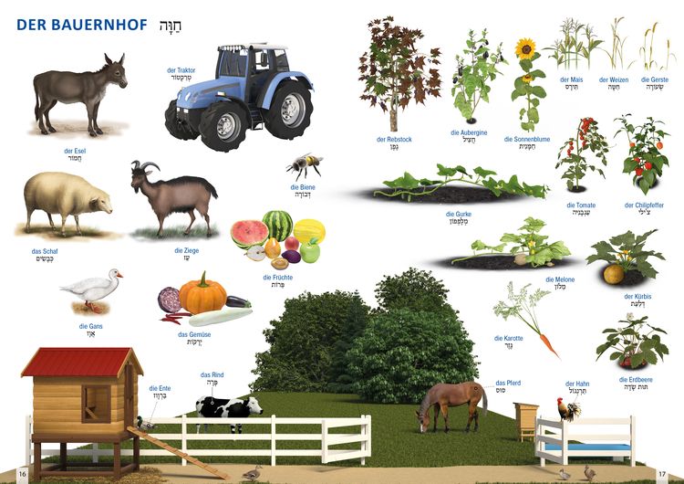 Produktbild: Bildw&ouml;rterbuch f&uuml;r Kinder und Eltern Hebr&auml;isch-Deutsch