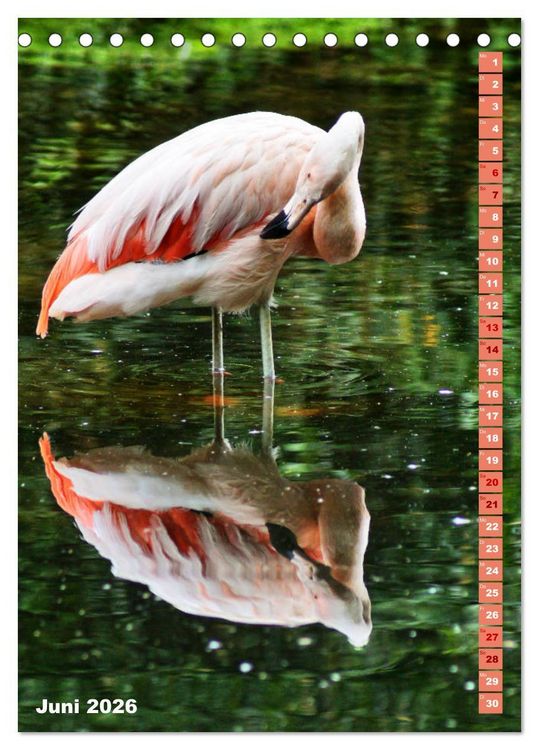 Produktbild: Rosarote Flamingo (Tischkalender 2026 DIN A5 hoch), CALVENDO Monatskalender