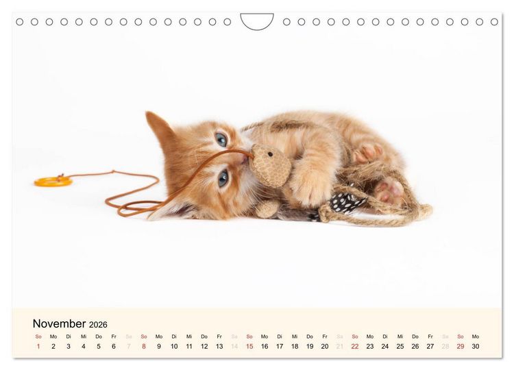 Produktbild: S&uuml;&szlig;e Stubentiger - Katzenkinder (Wandkalender 2026 DIN A4 quer), CALVENDO Monatskalender