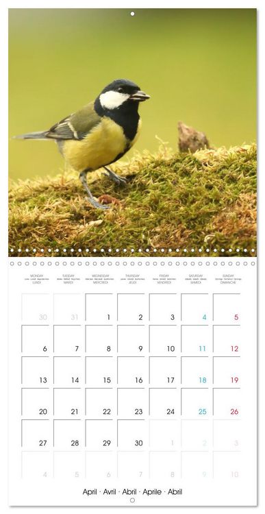 Produktbild: Au gr&eacute; des plumes (Calendrier mural carr&eacute; 2026 30x30 cm) Calendrier double avec une page pour vos prises de notes