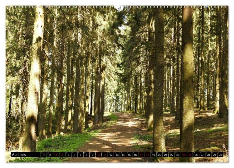 Produktbild: Naturwunder Wald (hochwertiger Premium Wandkalender 2027 DIN A2 quer), Kunstdruck in Hochglanz