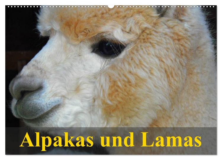 Produktbild: Alpakas und Lamas (Wandkalender 2026 DIN A2 quer), CALVENDO Monatskalender