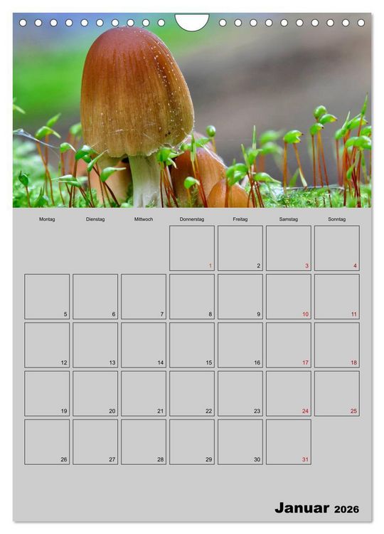 Produktbild: Quer durch die Pilze (Wandkalender 2026 DIN A4 hoch), CALVENDO Monatskalender