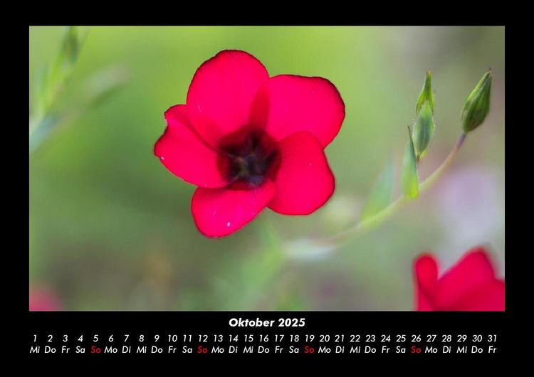 Produktbild: Blumenzauber 2025 Fotokalender DIN A3