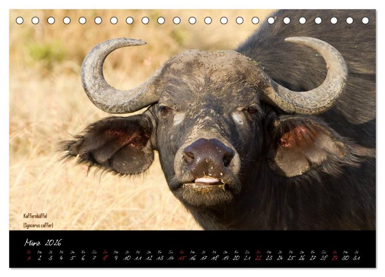 Produktbild: Faszination Afrika - wilde Tiere der Masai Mara - Kenia (Tischkalender 2026 DIN A5 quer), CALVENDO Monatskalender