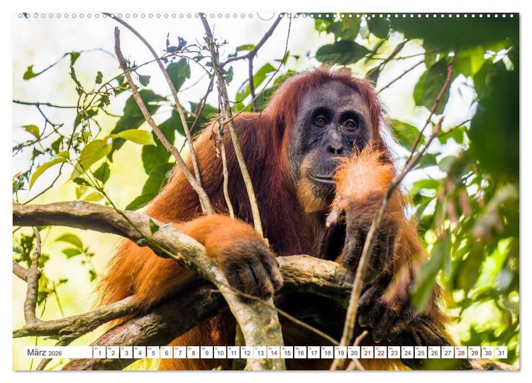 Produktbild: Gunung Leuser Nationalpark Sumatra (Wandkalender 2026 DIN A2 quer), CALVENDO Monatskalender