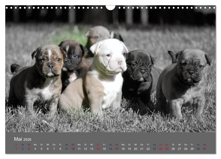 Produktbild: Bulldoggen-Zwerge (Wandkalender 2026 DIN A3 quer), CALVENDO Monatskalender