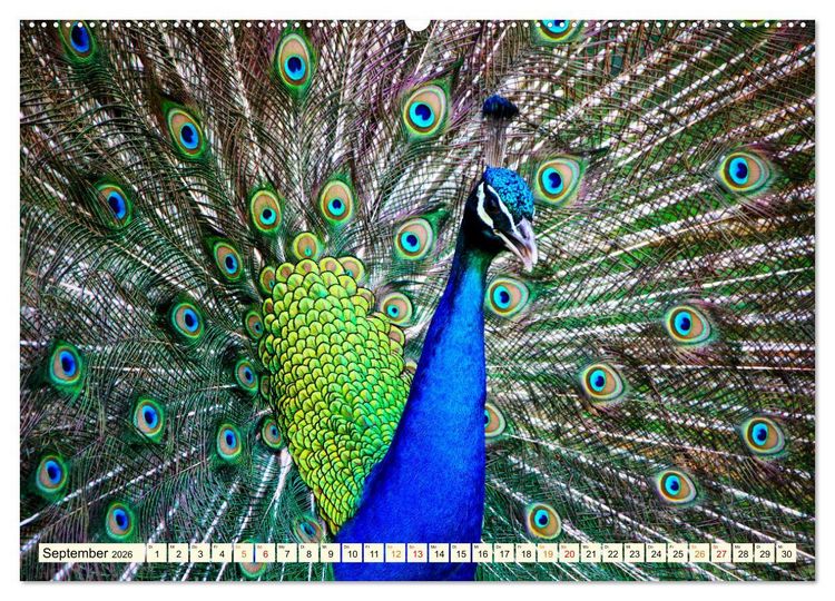 Produktbild: Sch&ouml;ner Pfau (hochwertiger Premium Wandkalender 2026 DIN A2 quer), Kunstdruck in Hochglanz