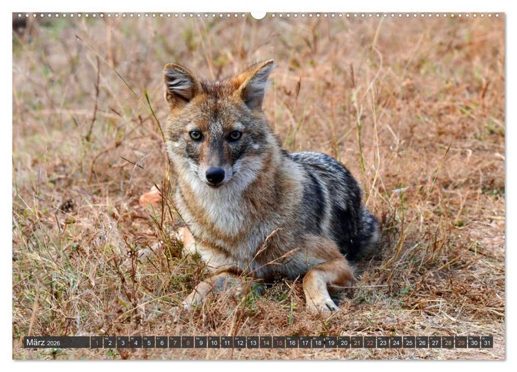 Produktbild: Tiere Indiens close up (hochwertiger Premium Wandkalender 2026 DIN A2 quer), Kunstdruck in Hochglanz