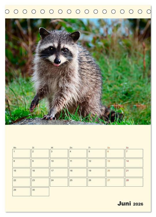 Produktbild: Drolliger Waschb&auml;r (Tischkalender 2026 DIN A5 hoch), CALVENDO Monatskalender