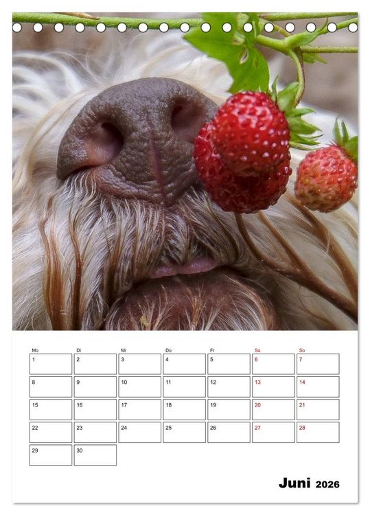 Produktbild: Lagotto Romagnolo - Lustige Zwerge (Tischkalender 2026 DIN A5 hoch), CALVENDO Monatskalender