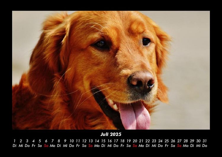 Produktbild: Hundezauber 2025 Fotokalender DIN A3