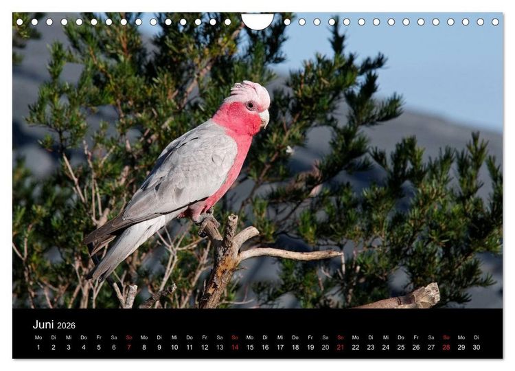 Produktbild: Wildes Australien - Naturparadies 5. Kontinent (Wandkalender 2026 DIN A4 quer), CALVENDO Monatskalender
