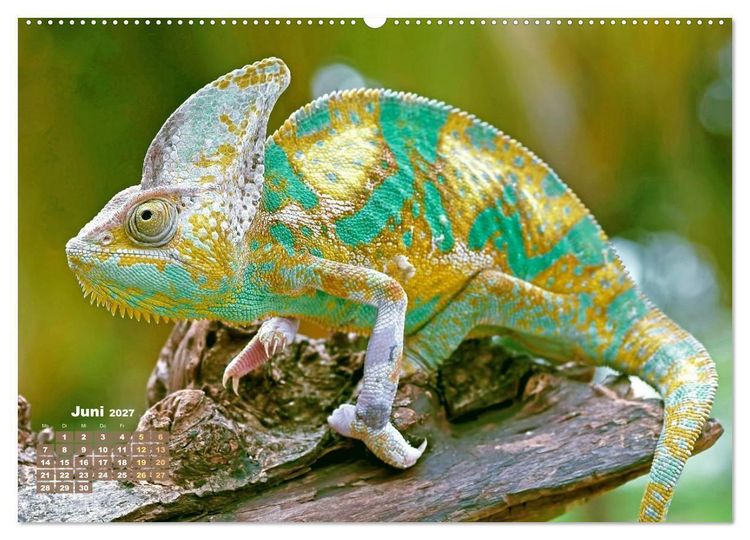 Produktbild: Cham&auml;leon: Die farbenfrohe Welt der Reptilien (Wandkalender 2027 DIN A2 quer), CALVENDO Monatskalender